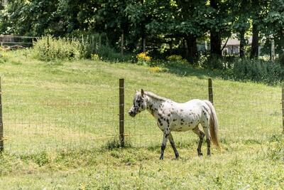 black and white spotted horse